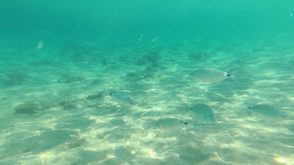 Snorkeling em Menorca. 